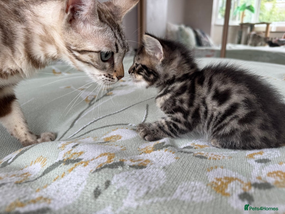 Bengal cats for sale: Bengal kittens 4 pure bangals 5 bengal x kittens - Image 7