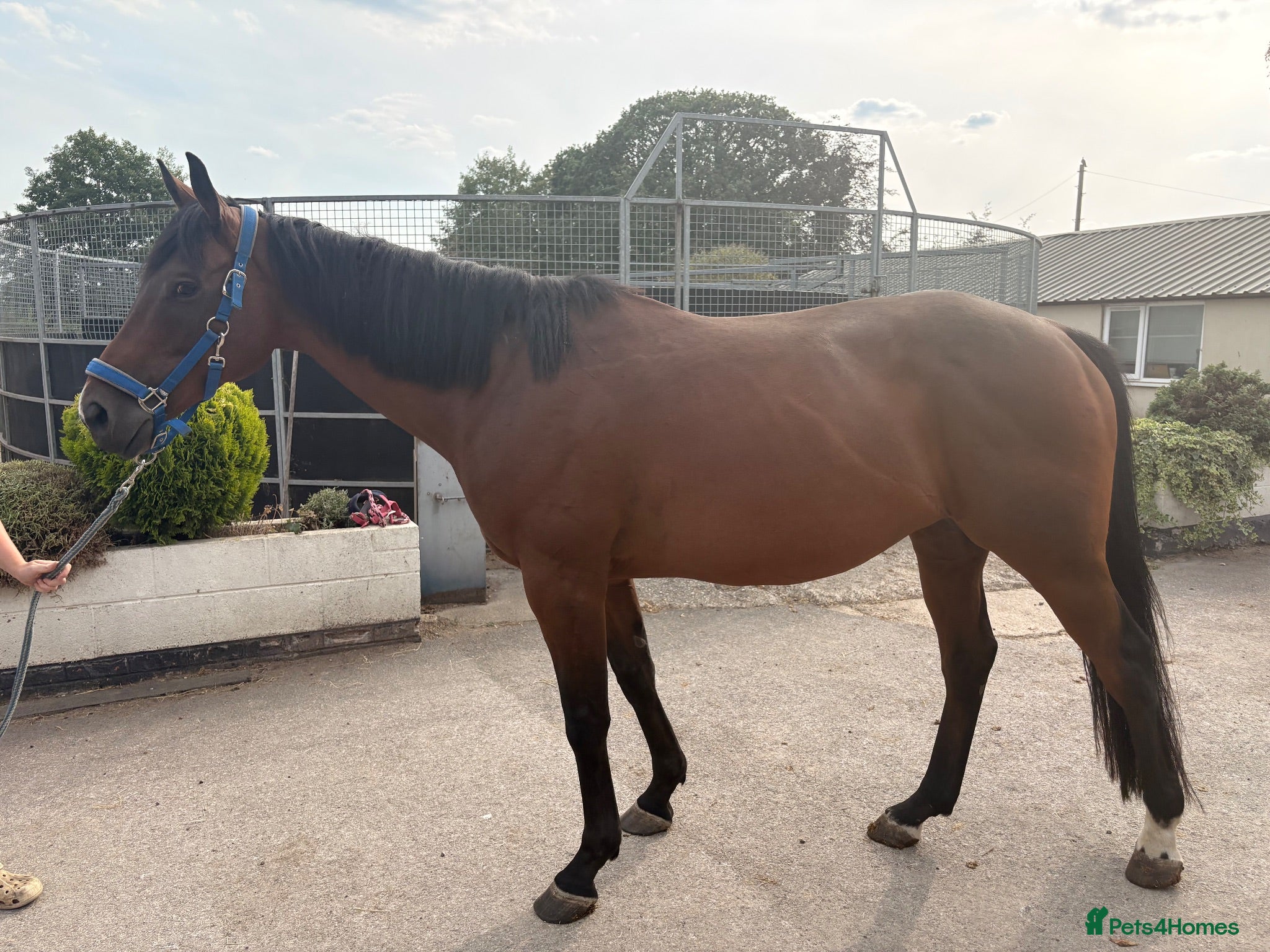 English Thoroughbred horses Joey – 7-Year-Old Thoroughbred Gelding - Advert 1