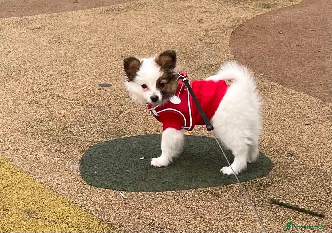 Papillon dogs for sale: Papillon Dog – 2.5 Years Old  - Image 3