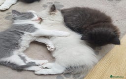 Ragdoll cats for sale: 5 ADORABLE RAGDOLL X KITTENS FOR SALE - Image 2