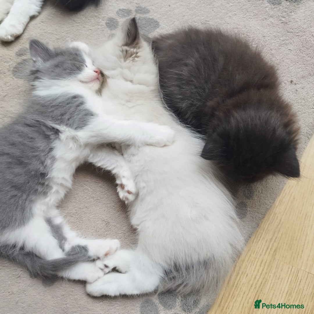 Ragdoll cats for sale: 5 ADORABLE RAGDOLL X KITTENS FOR SALE - Image 2