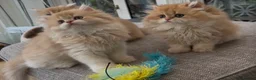 British Longhair cats for sale: Golden Longhair Kittens BY12 in Cardiff - Advert 13