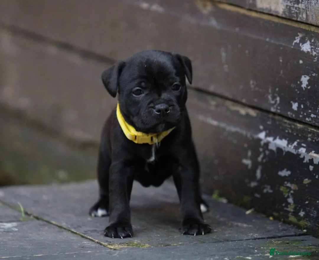 Staffordshire Bull Terrier dogs for stud: THE ONLY VALGLO STUD- VALGLO TOP GUN -BLUE CARRIER in Dudley - Advert 23