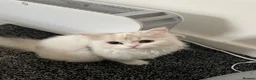 Persian cats for sale: Persian Chinchilla  - Advert 1