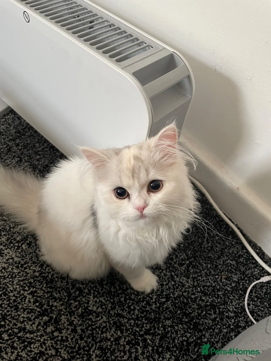 Persian cats for sale: Persian Chinchilla  - Advert 1