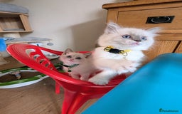 Ragamese cats for sale: 🐾💎Ragdoll X Siamese (Ragamese) Kittens💎🐾 - Image 24