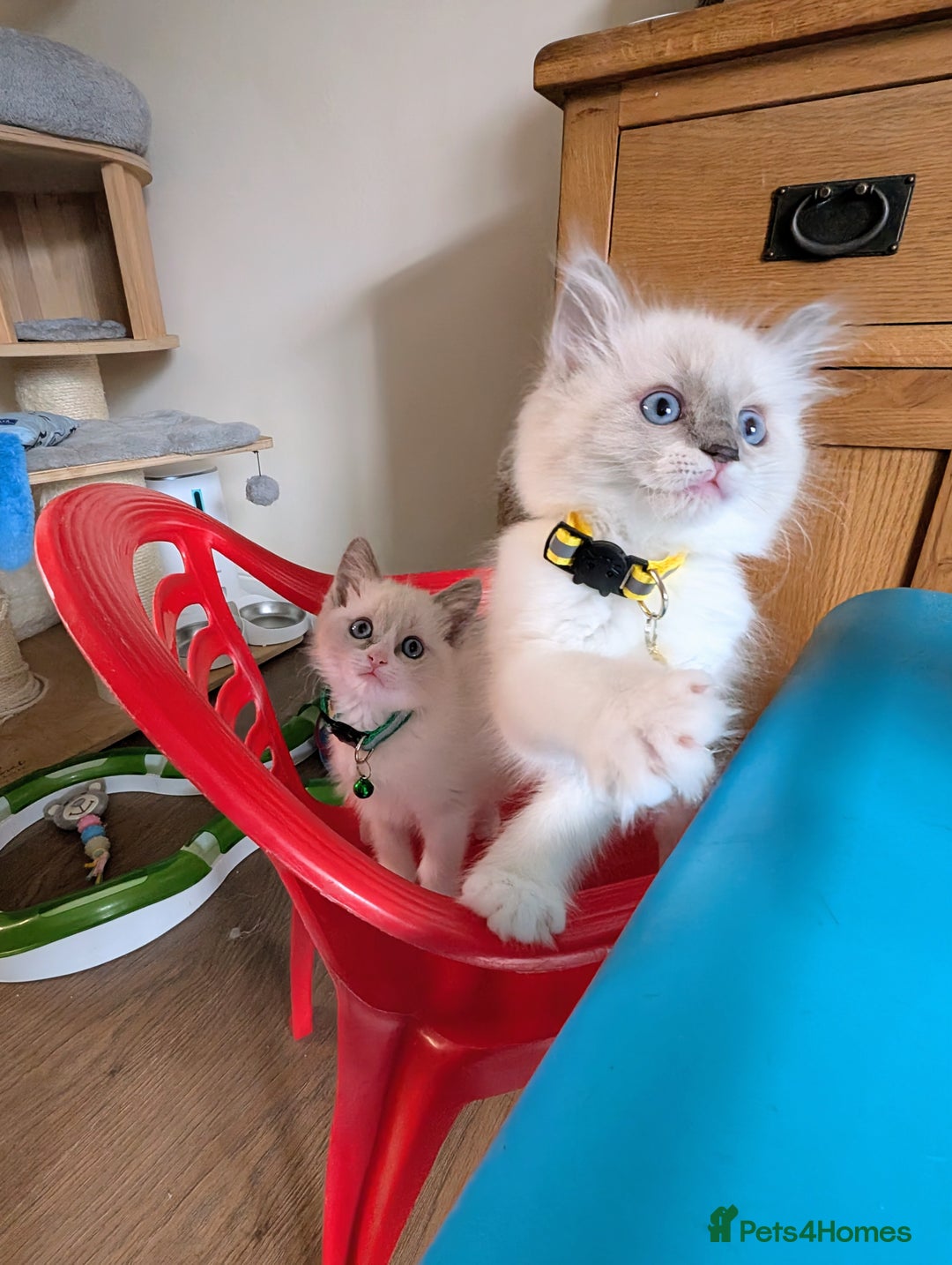 Ragamese cats for sale: 🐾💎Ragdoll X Siamese (Ragamese) Kittens💎🐾 - Image 24