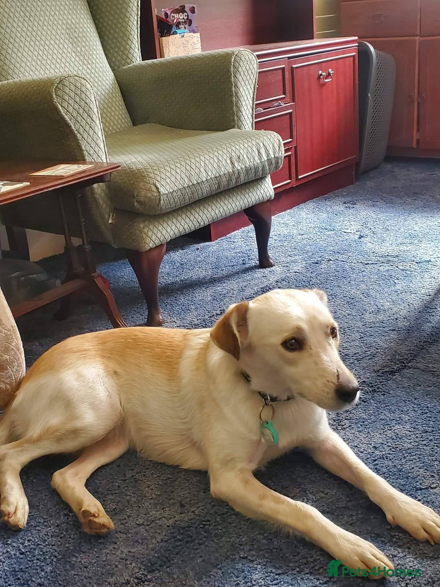 Mixed Breed dogs Meet Elena, currently residing in Sheffield  - Advert 10