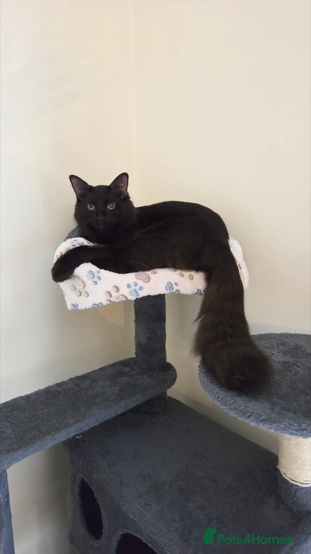 Mixed Breed cats for sale: Ragdoll X Bengal X Mainecoon mix kittens in Poole - Advert 2