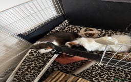Guinea Pig rodents for sale: Guinea pigs male for rehome + cage for sale - Image 5