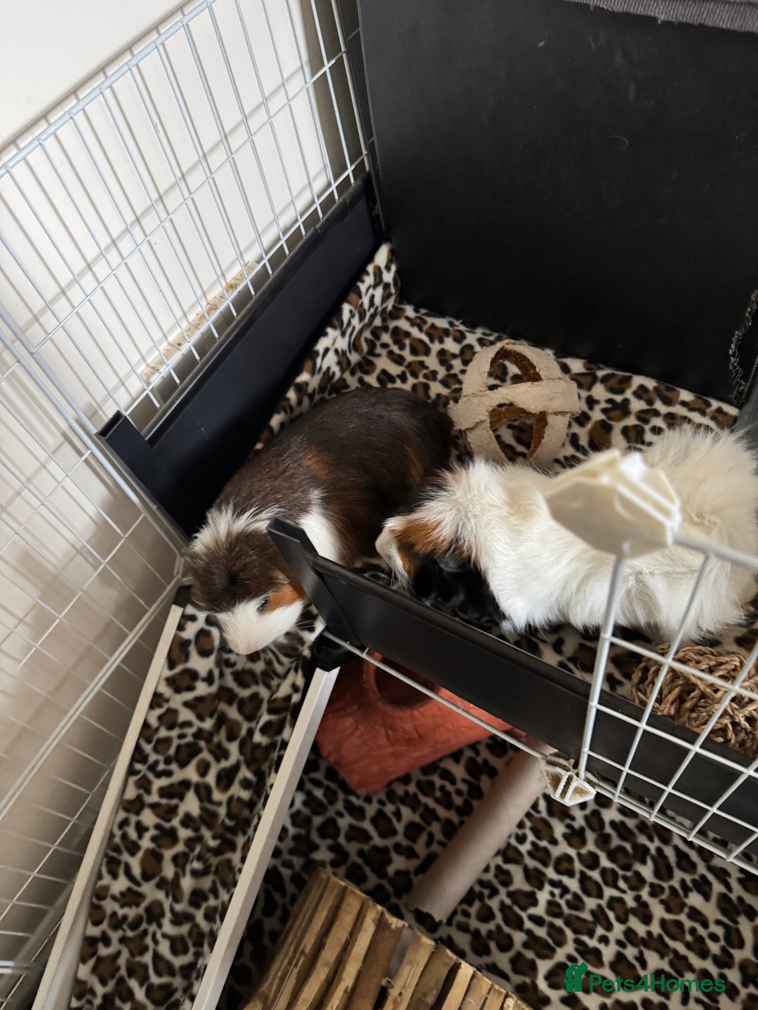Guinea Pig rodents for sale: Guinea pigs male for rehome + cage for sale - Image 5