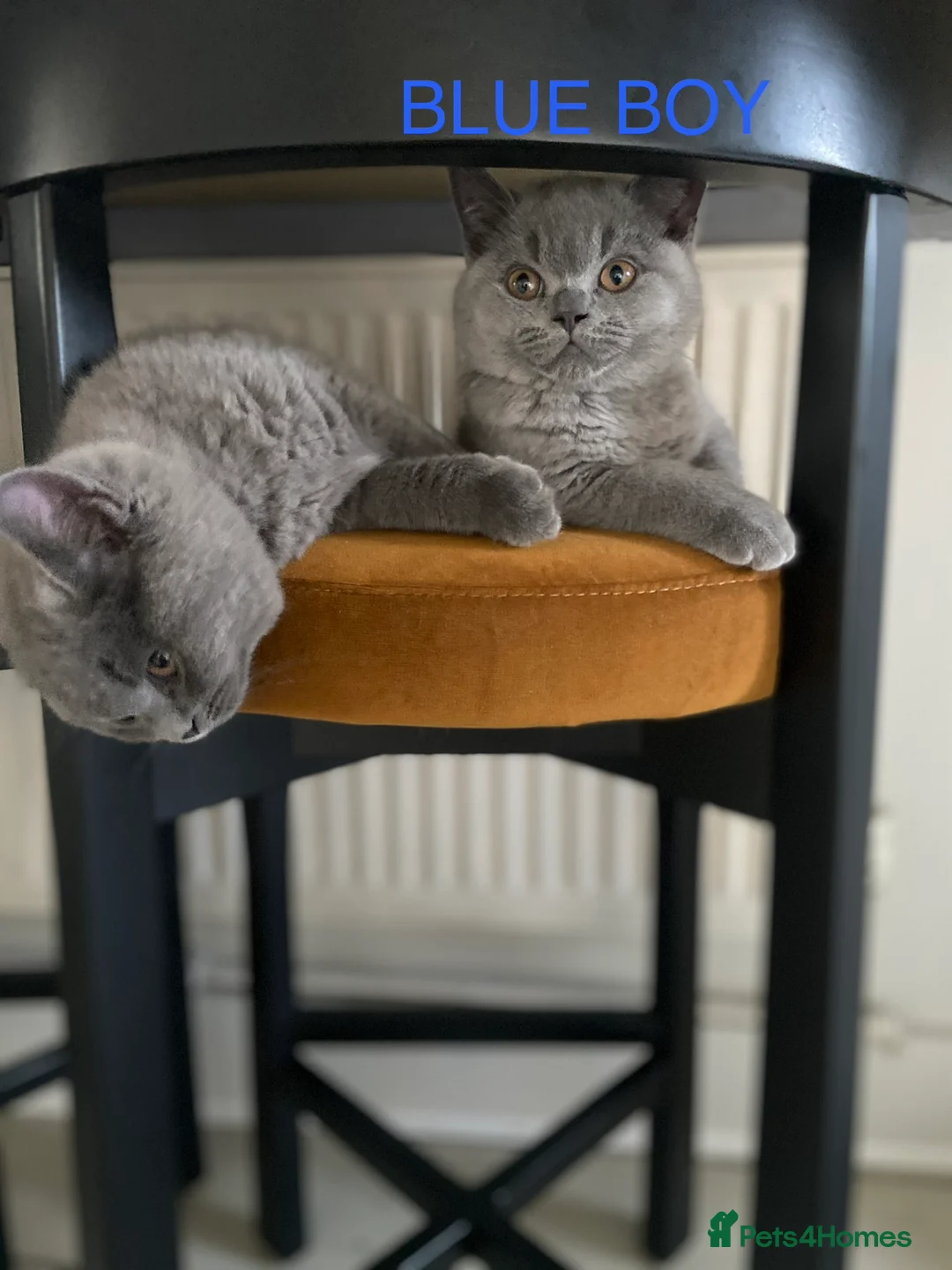 British Shorthair cats for sale: GCCF registered British shorthair kittens  - Advert 8