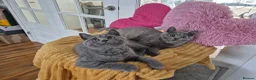 British Shorthair cats for sale: Ready! GCCF parents with champions in line,BSH - Advert 14