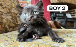 British Shorthair cats for sale: Friendly and beautiful kittens - ready now  - Image 5