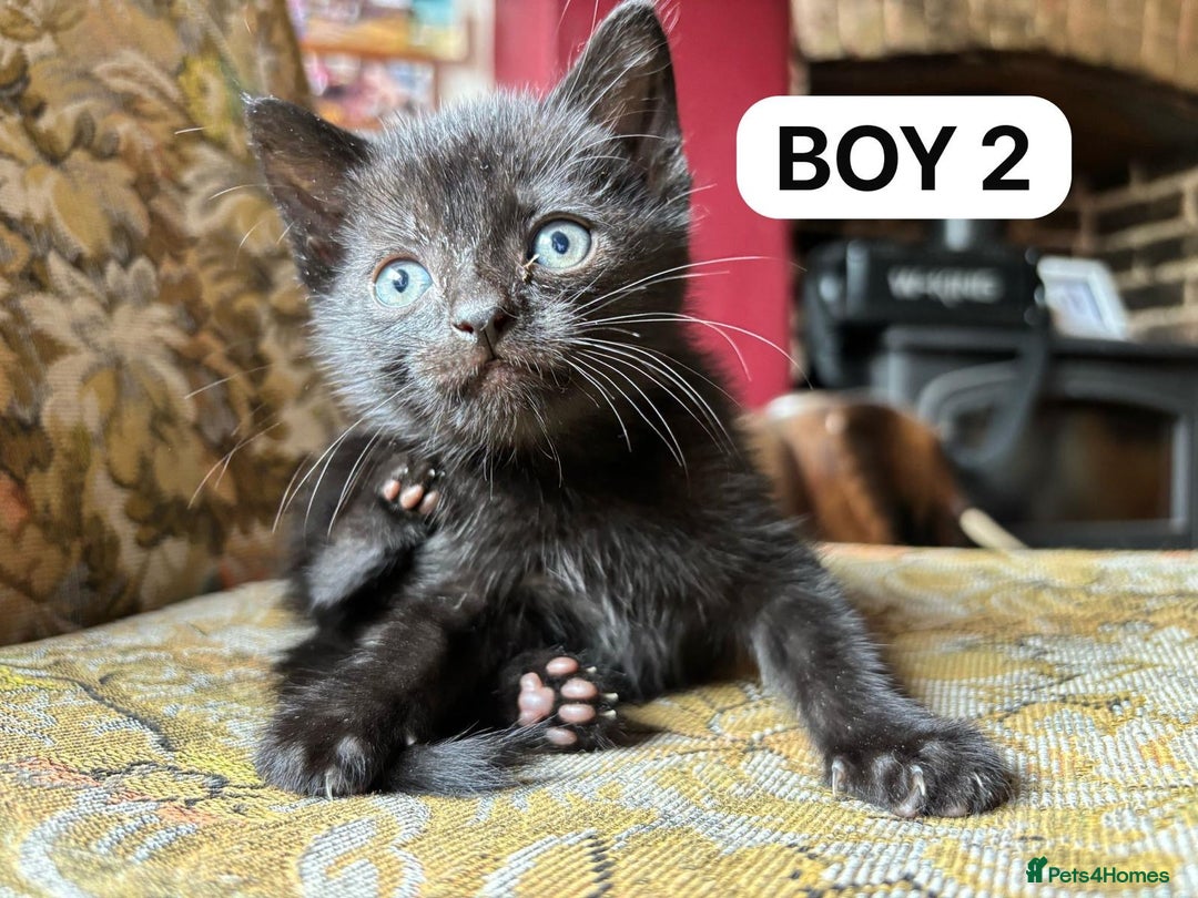 British Shorthair cats for sale: Friendly and beautiful kittens - ready now  - Image 5