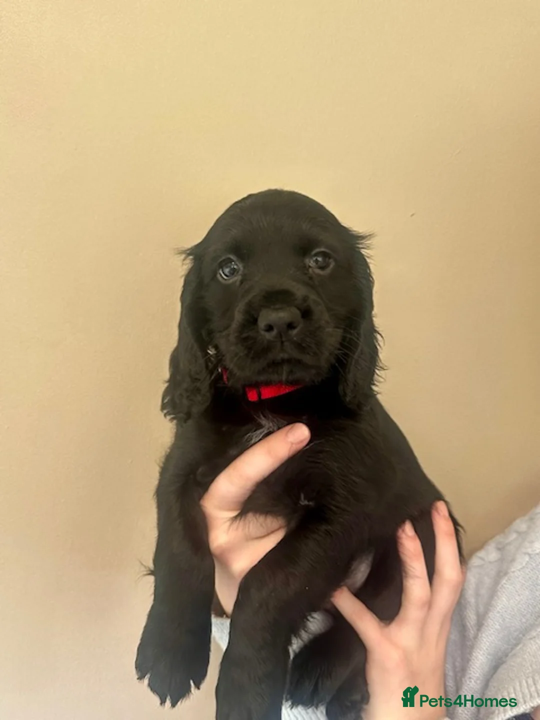 Cocker Spaniel dogs for sale: Working Cocker Spaniel KC registered pure breed - Advert 2