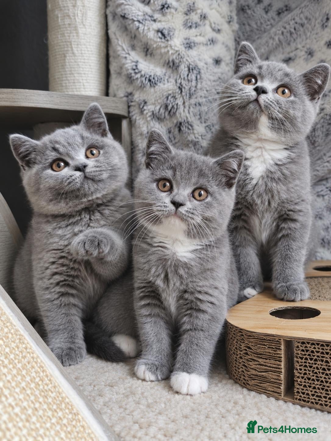 British Shorthair cats for sale: GCCF Registered BSH Kittens – READY SOON  - Advert 1