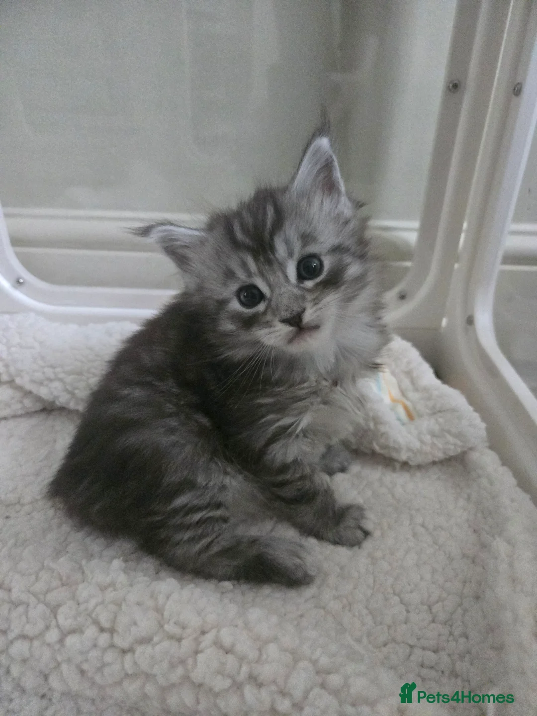 Maine Coon cats for sale: GCCF Registered Maine Coon Kitten – 1 Male - Advert 1