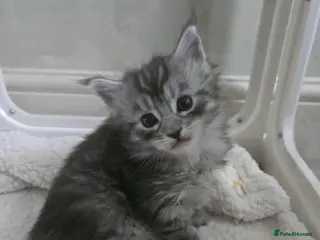 Maine Coon cats GCCF Registered Maine Coon Kitten – 1 Male - Advert 4