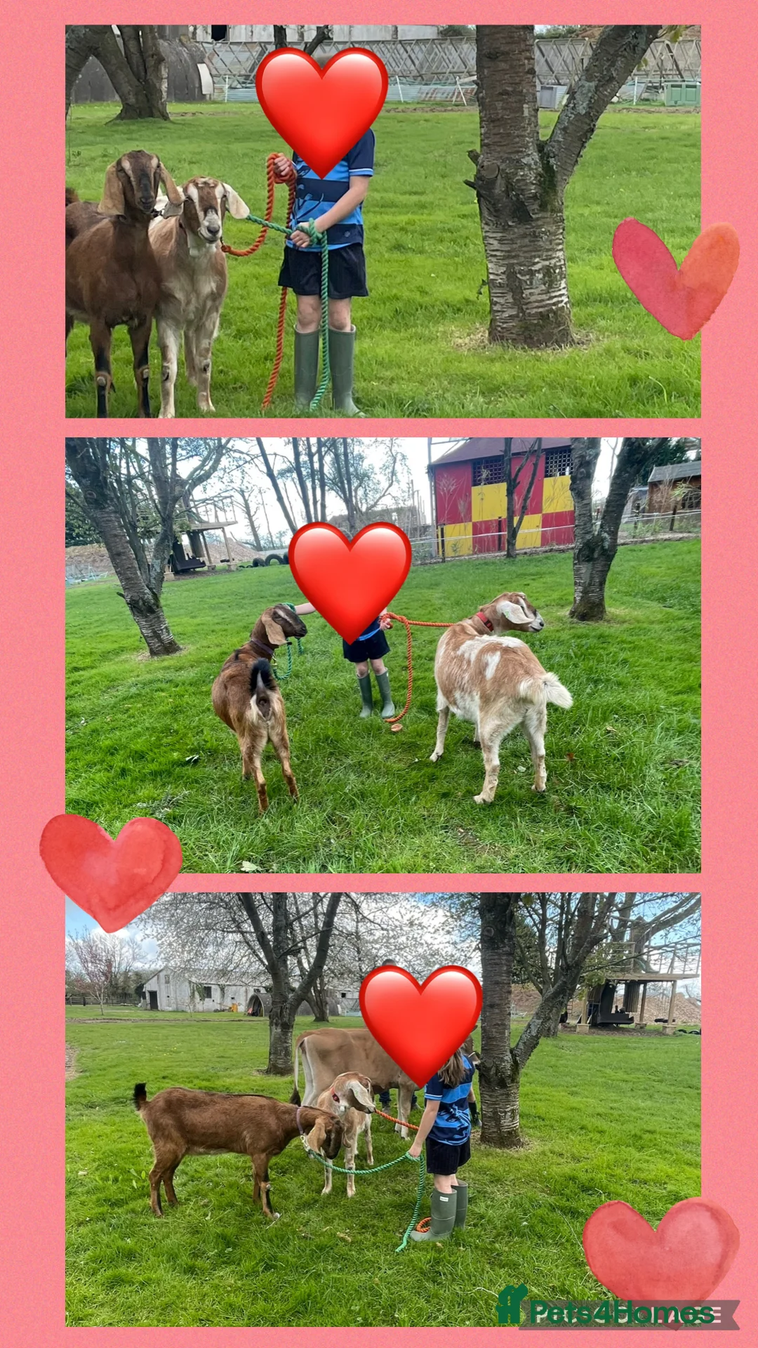 Llama livestock for sale: Llama mother and daughter - Advert 3