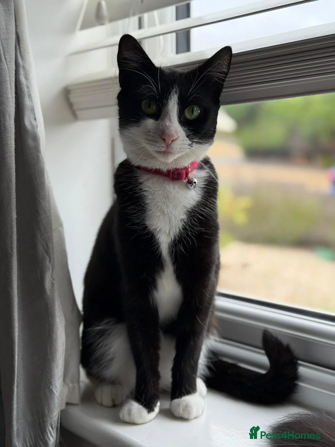 Mixed Breed cats for sale: Maine coon x American shorthair kittens  - Advert 9