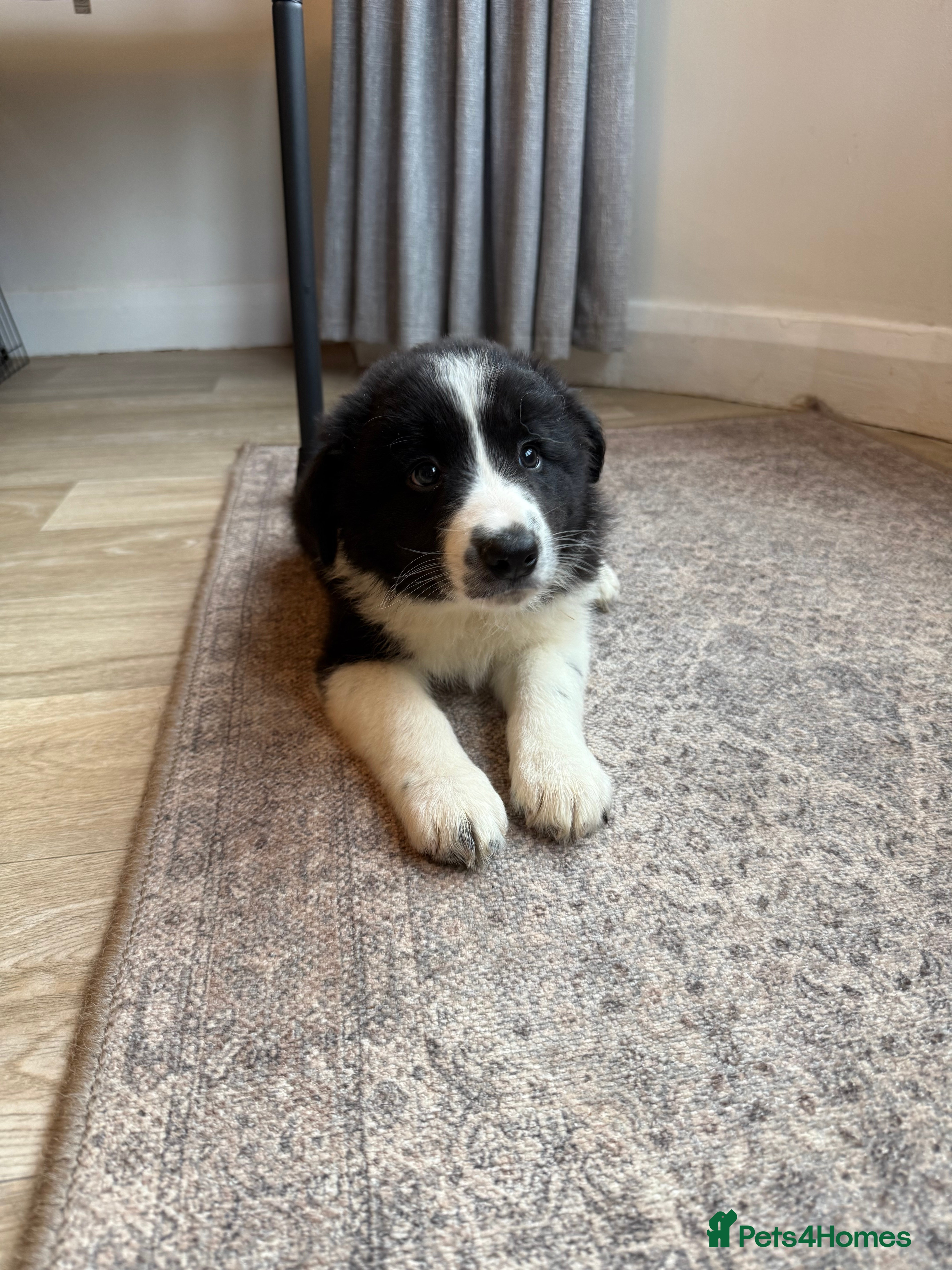 Border Collie dogs 3 traditional long haired boys  - Advert 2