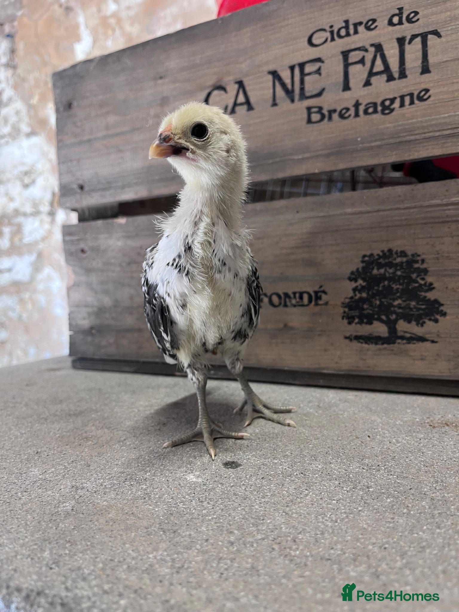 Chickens poultry for sale: Bantams and other breeds of bantam  - Advert 3