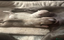 Chihuahua dogs for sale: 4 Stunning Male Apple Head Chihuahua Puppies - Image 13