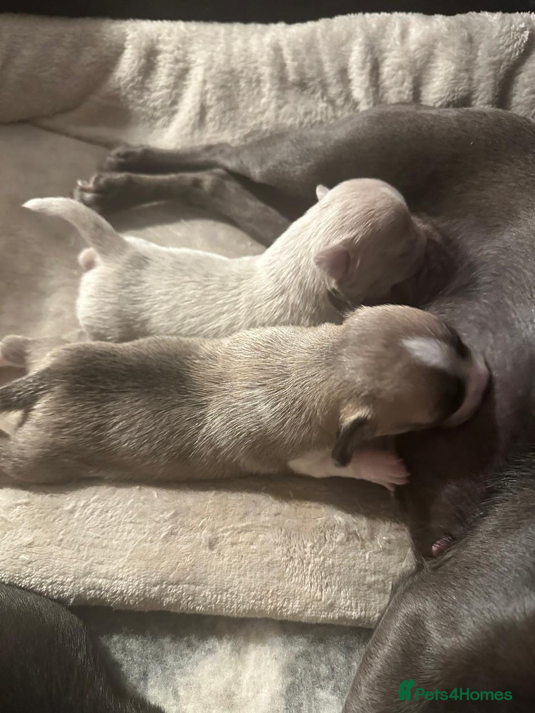 Chihuahua dogs for sale: 4 Stunning Male Apple Head Chihuahua Puppies - Image 13