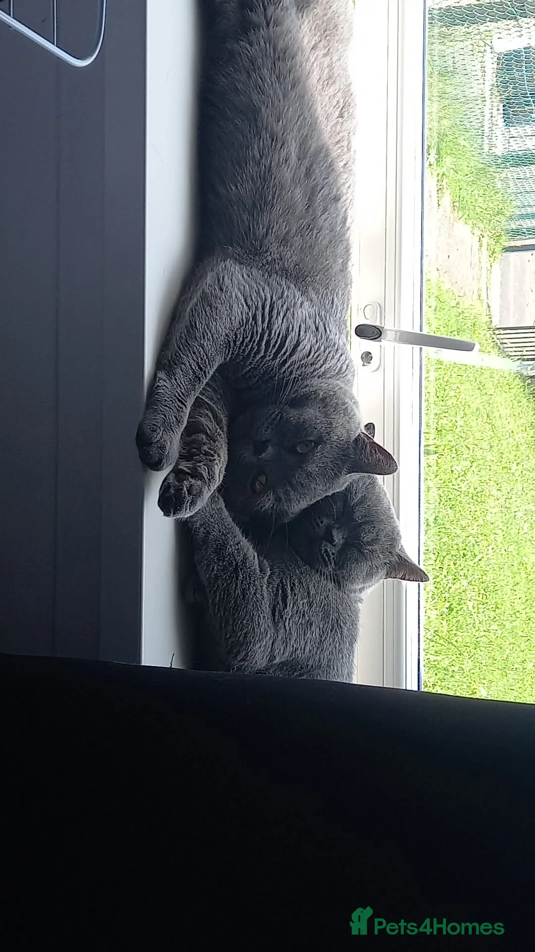 British Shorthair cats for sale: 2 British short-hair boys, pure breed  - Advert 6