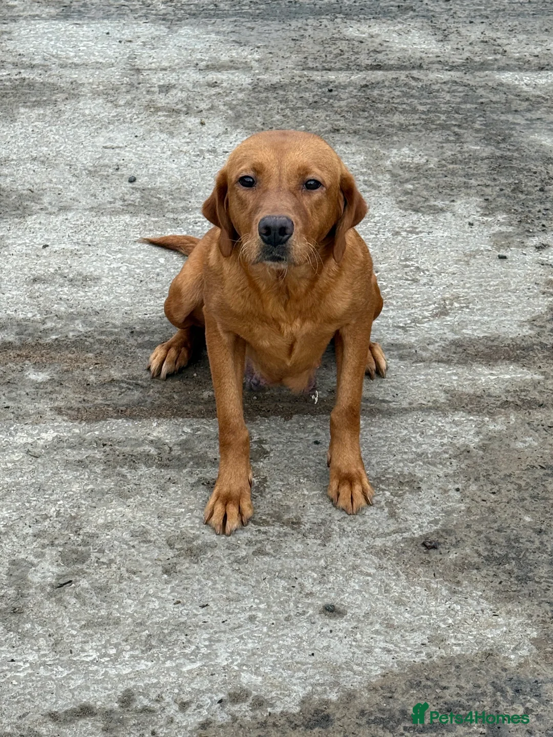 Labrador Retriever dogs for sale: Working Labrador puppies for sale, south Wales’s  - Advert 10