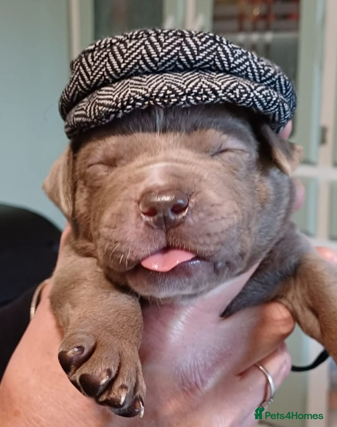 Cane Corso dogs for sale: Cane corso puppies - Advert 13