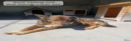 Mixed Breed dogs for adoption: Basil, approx 10 yrs. Available for adoption. - Advert 5