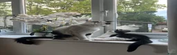 British Shorthair cats for sale: Batman is looking for a loving home - Advert 3