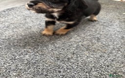 Cockapoo dogs for sale: Miniature f1b cockerpoos - Image 9