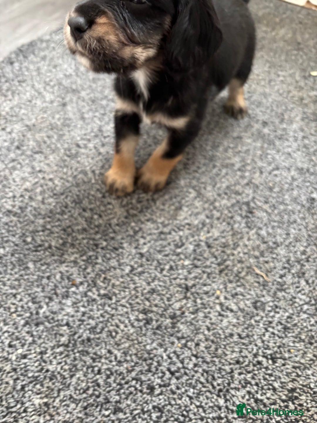 Cockapoo dogs for sale: Miniature f1b cockerpoos - Image 9