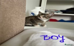 Domestic Shorthair cats for sale: Lovely little tabby kittens - Image 5