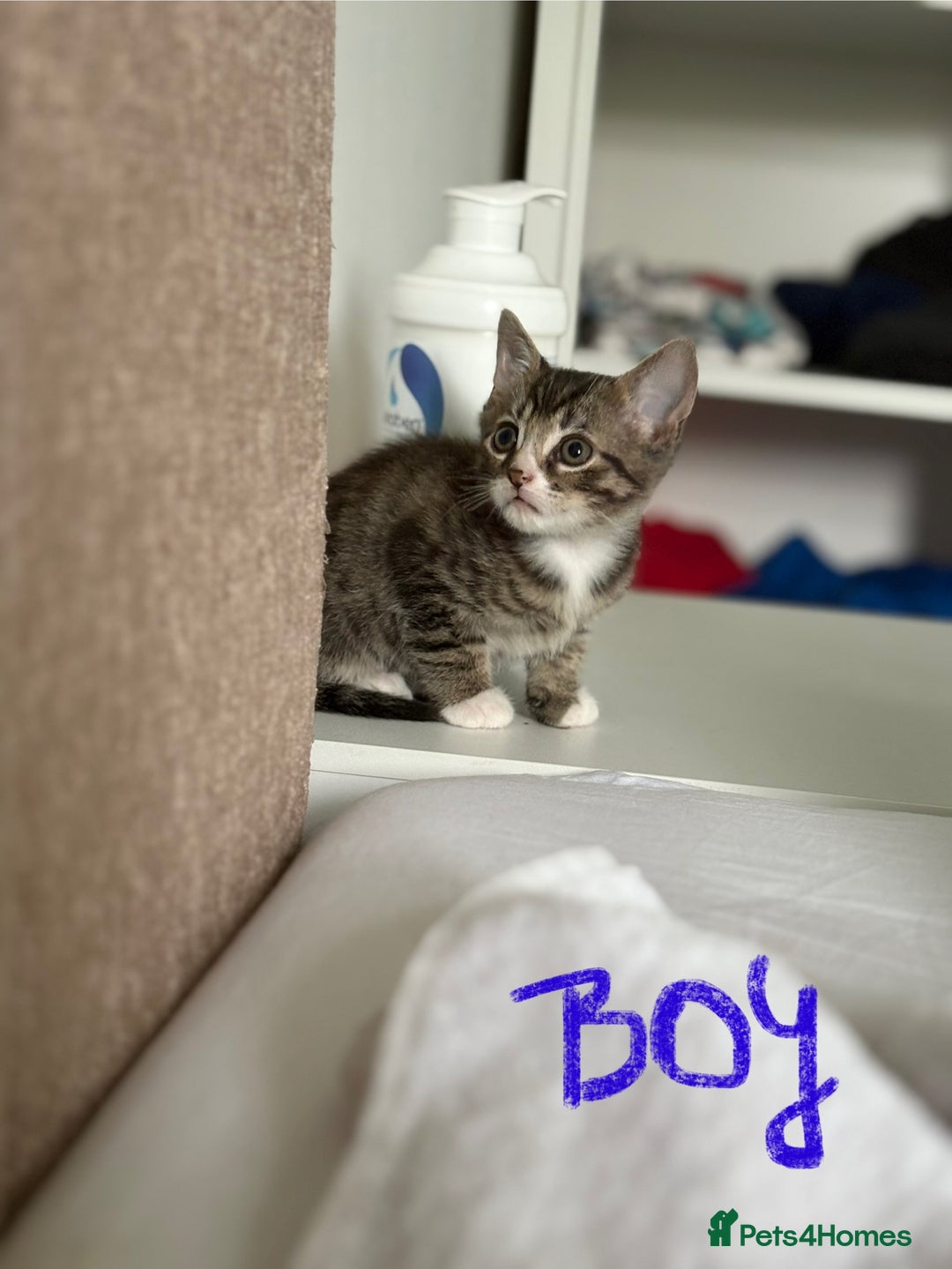 Domestic Shorthair cats for sale: Lovely little tabby kittens - Image 5