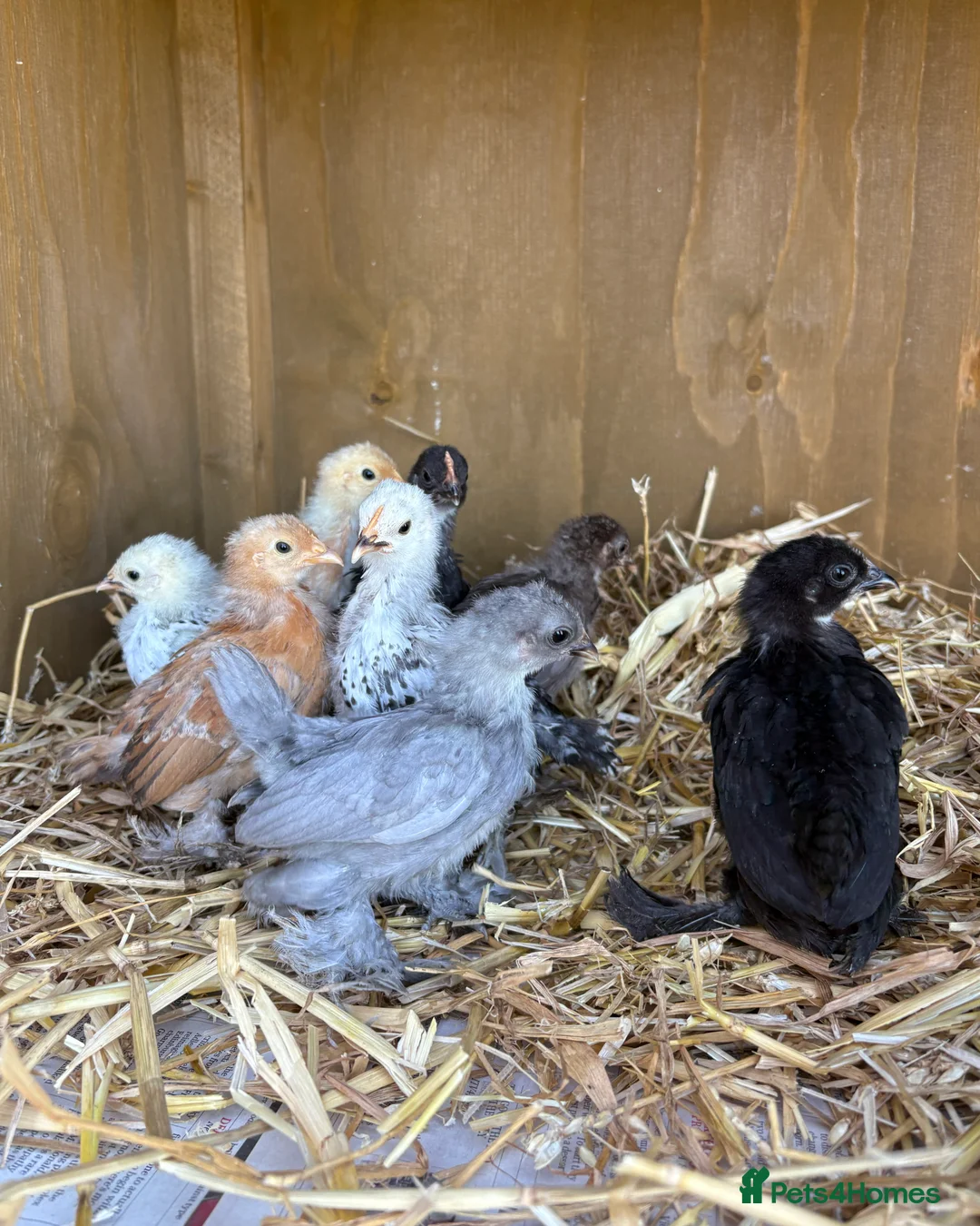 Chickens poultry for sale: Sablepoot Hatching Eggs (Booted Bantams) - Advert 3