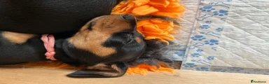 Miniature Dachshund Pink collar 