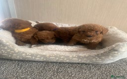 Cockapoo dogs for sale: F1B Red Cockapoo Puppies Available Now - Image 5