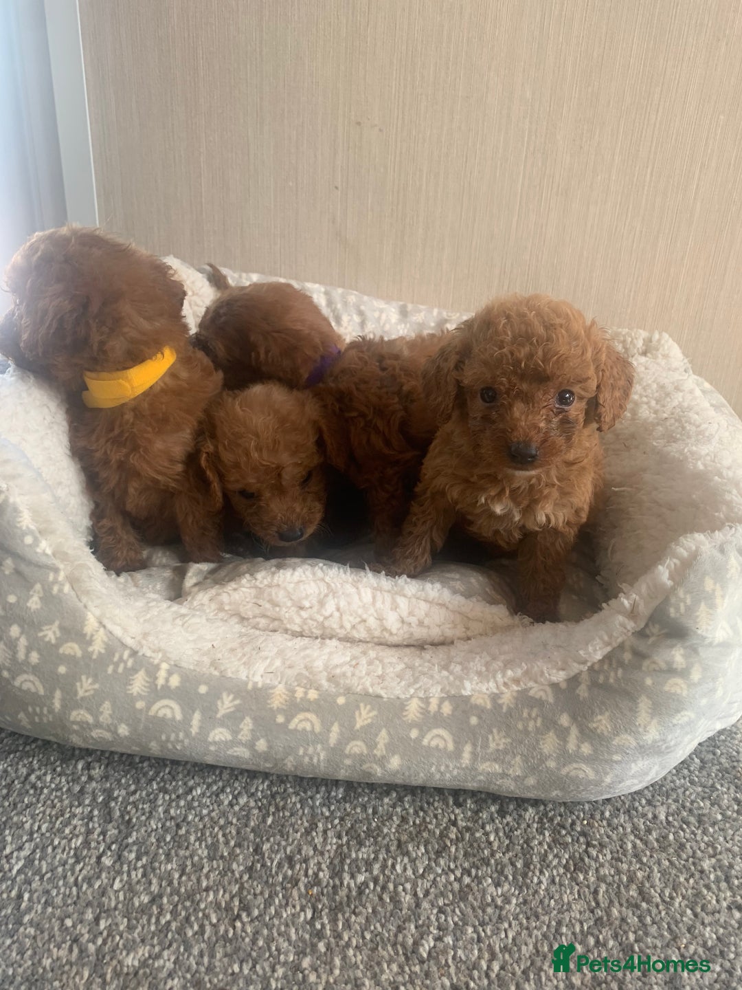 Cockapoo dogs for sale: F1B Red Cockapoo Puppies Available Now - Image 5