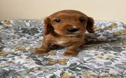 Cocker Spaniel dogs for sale: REDUCED KC Cocker Spaniel Boy £700 - Image 18