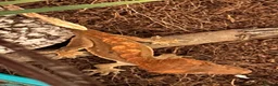 Gecko reptiles for sale: Crested geckos - Advert 3