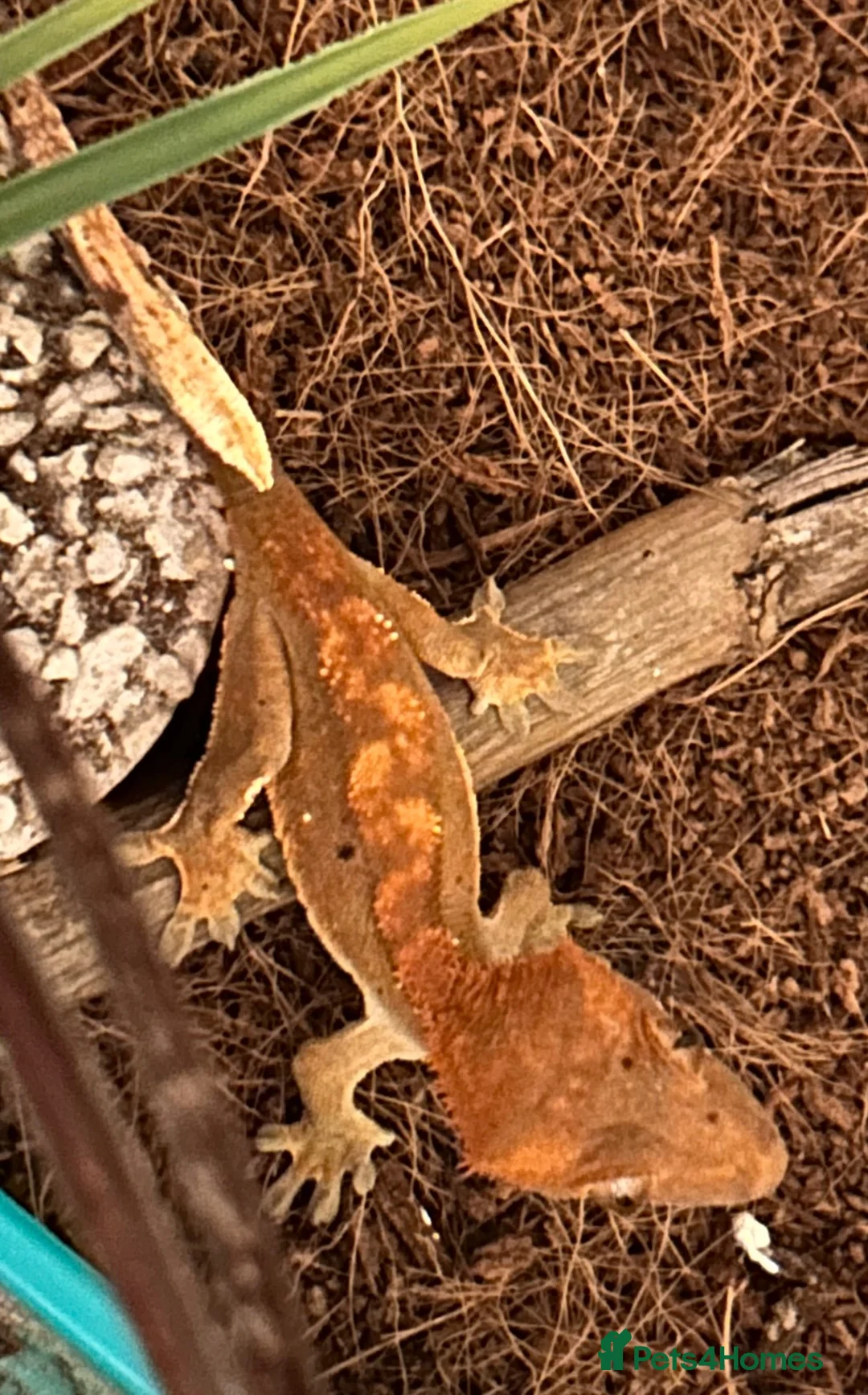 Gecko reptiles for sale: Crested geckos - Advert 3