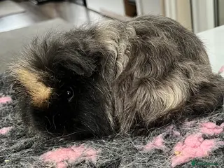 Guinea Pig rodents x2 rare Texel ( curly hair) bonded. - Advert 7