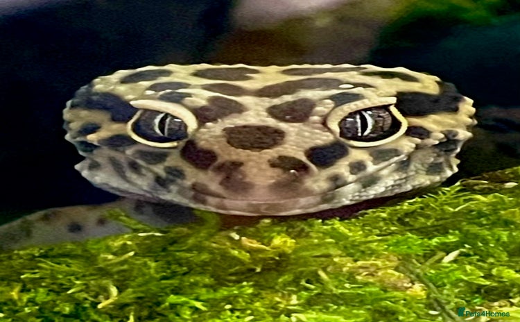 Leopard Gecko reptiles - Advert 3