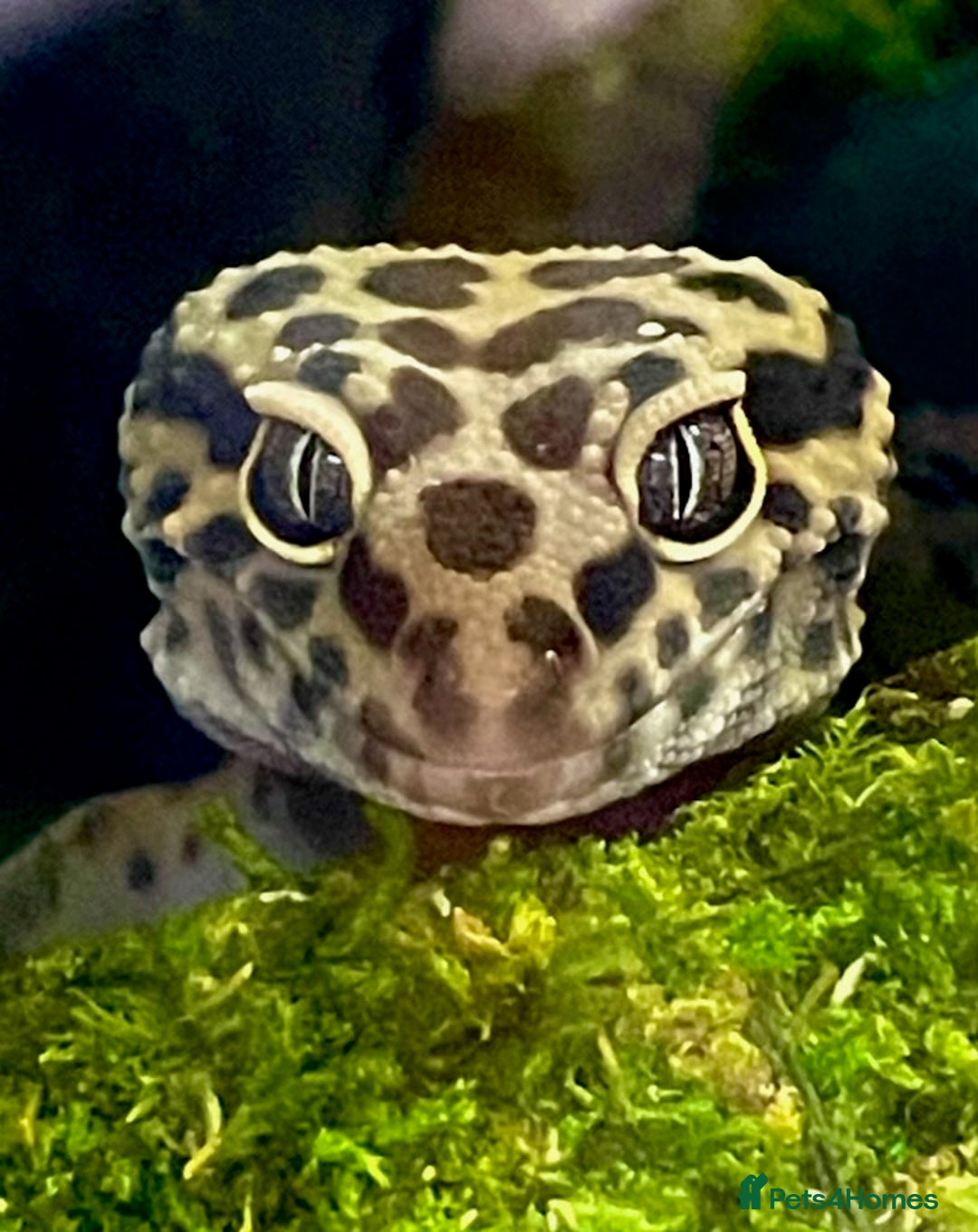 Leopard Gecko reptiles for sale: Leopard gecko vivarium and accessories for sale  - Image 1