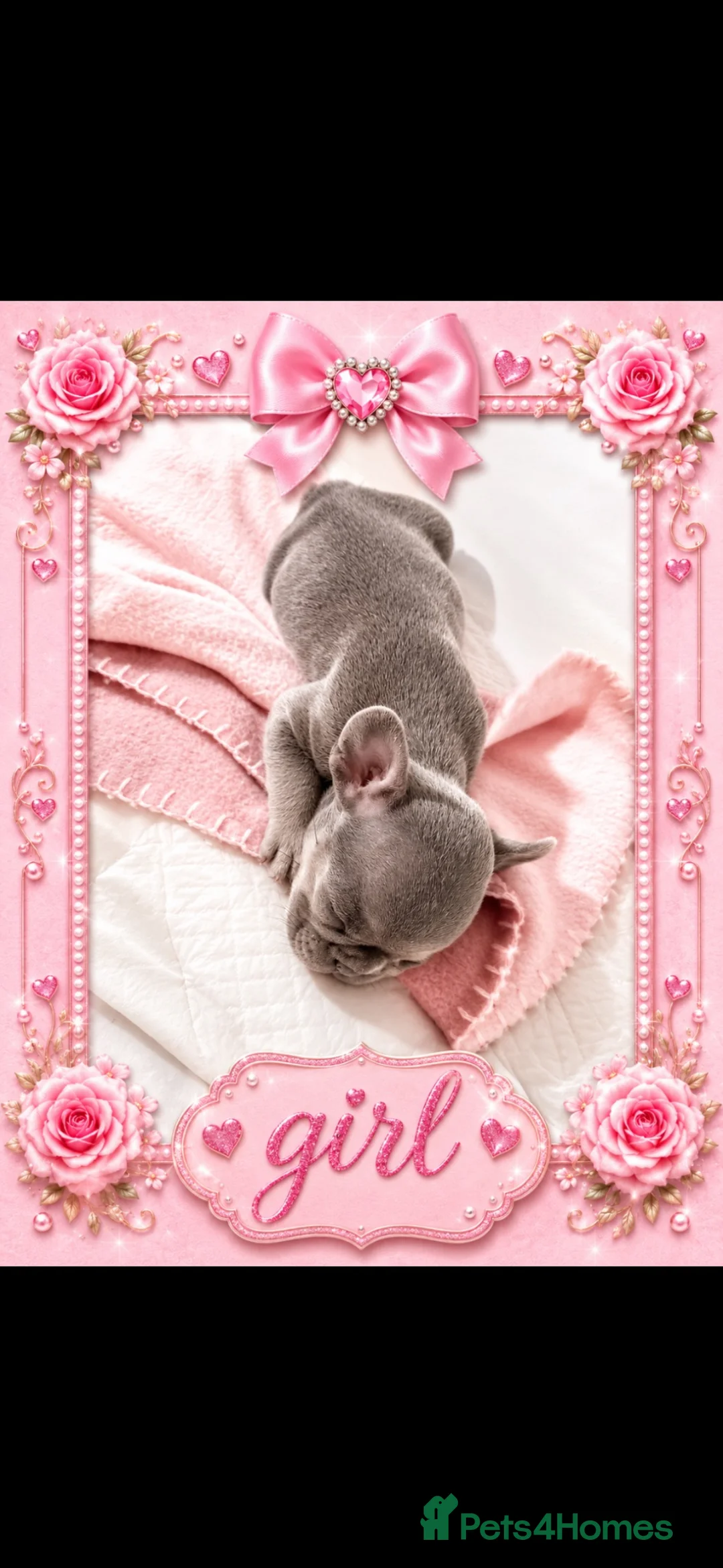 French Bulldog dogs for sale: French bull dog puppies in Coatbridge - Advert 2