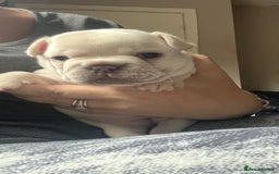 French Bulldog dogs for sale: Beautiful French bulldog puppies  - Image 7